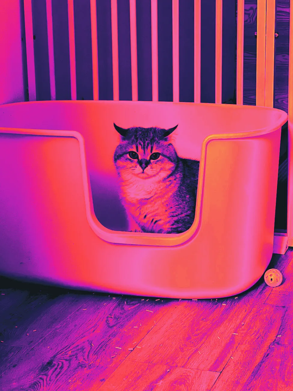 A cat near a litter box in a quiet corner of a home