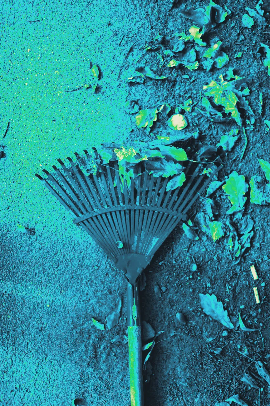 Raked autumn leaves being gathered into a yard bag