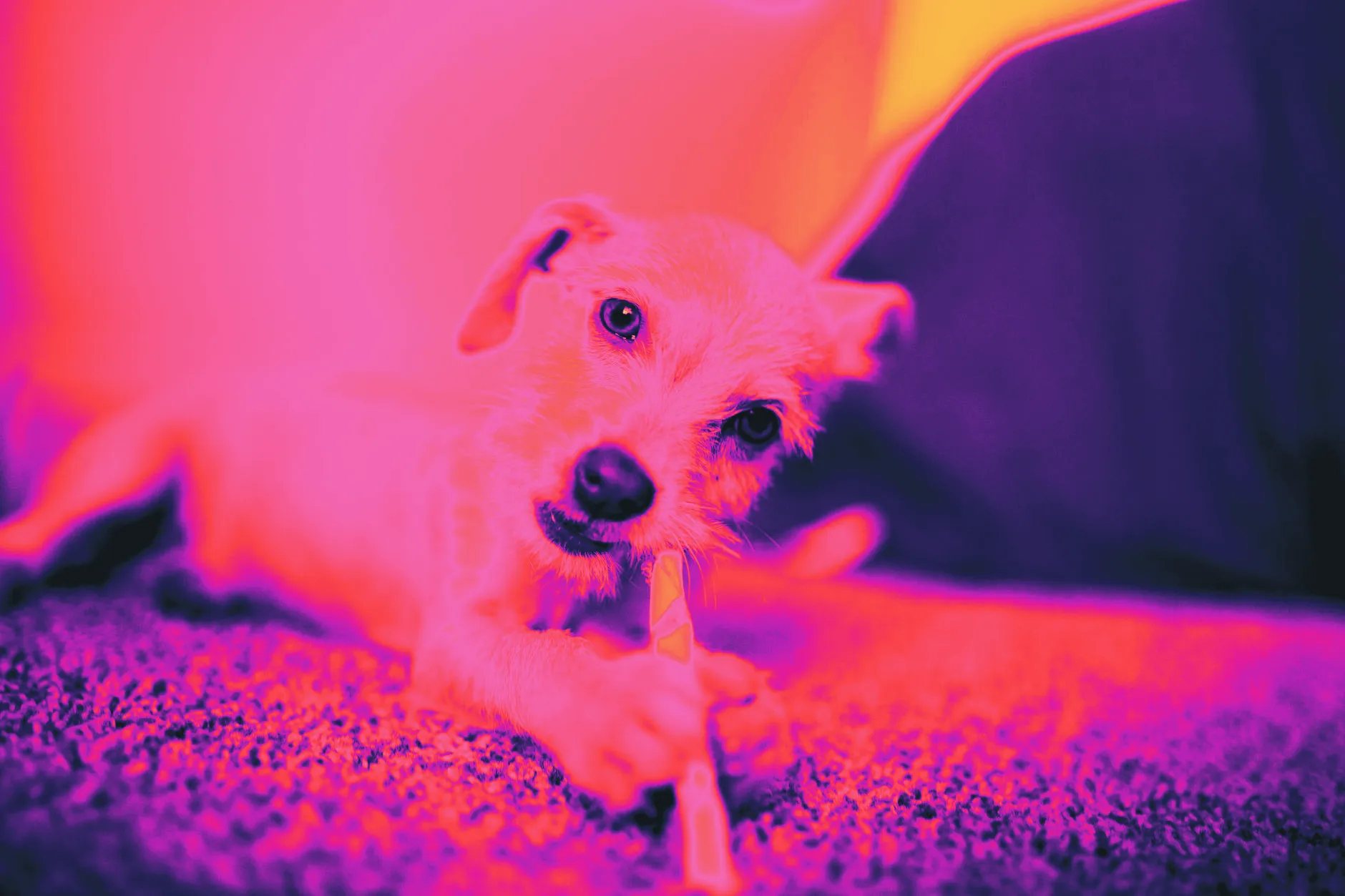 A dog chewing a treat, captured close up