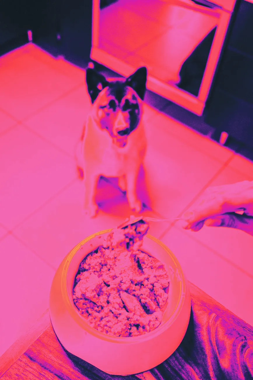 A dog food bowl on the kitchen floor in morning light