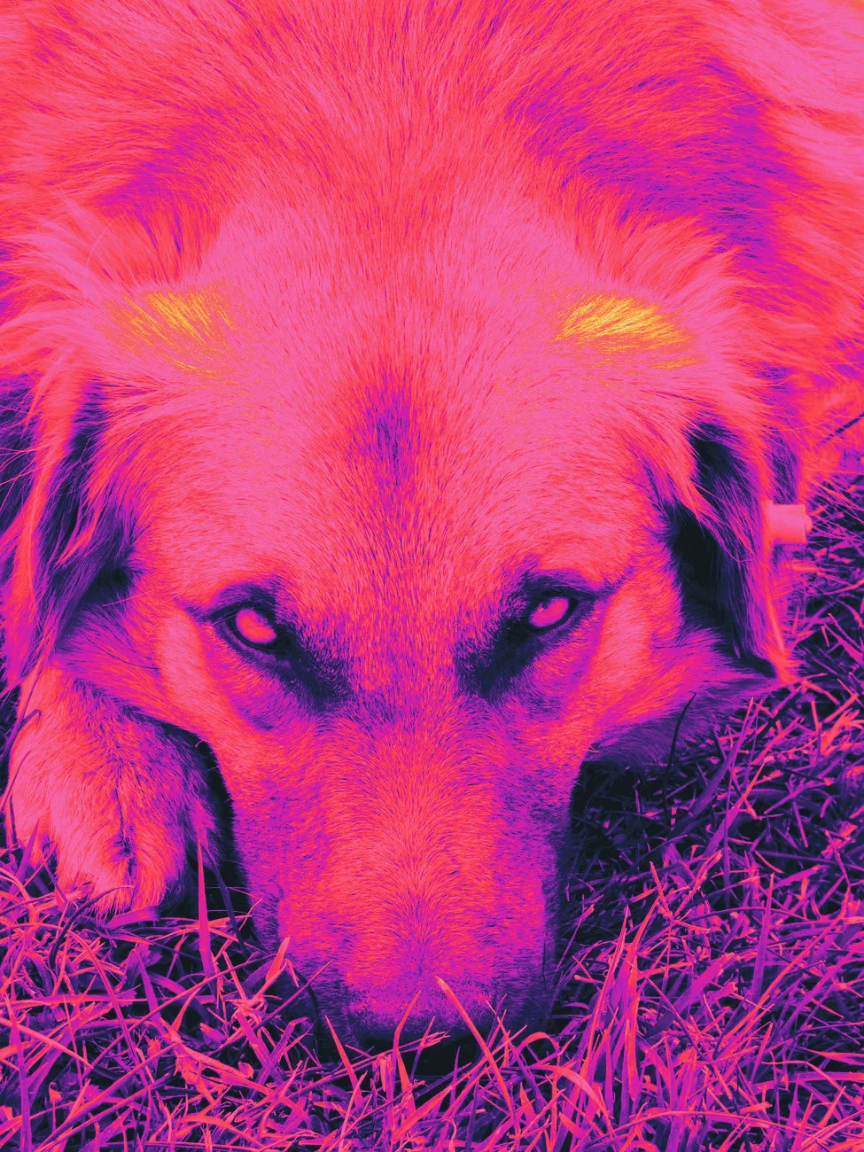 A dog's fur close up while outdoors in grass