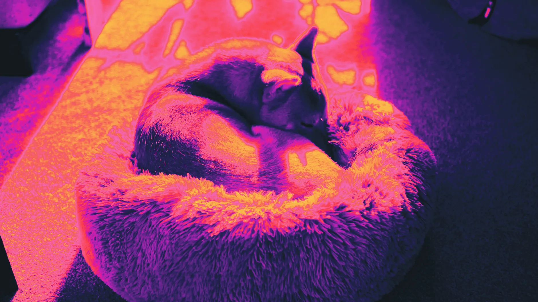 A dog curled up in a patch of sunlight on the floor at home